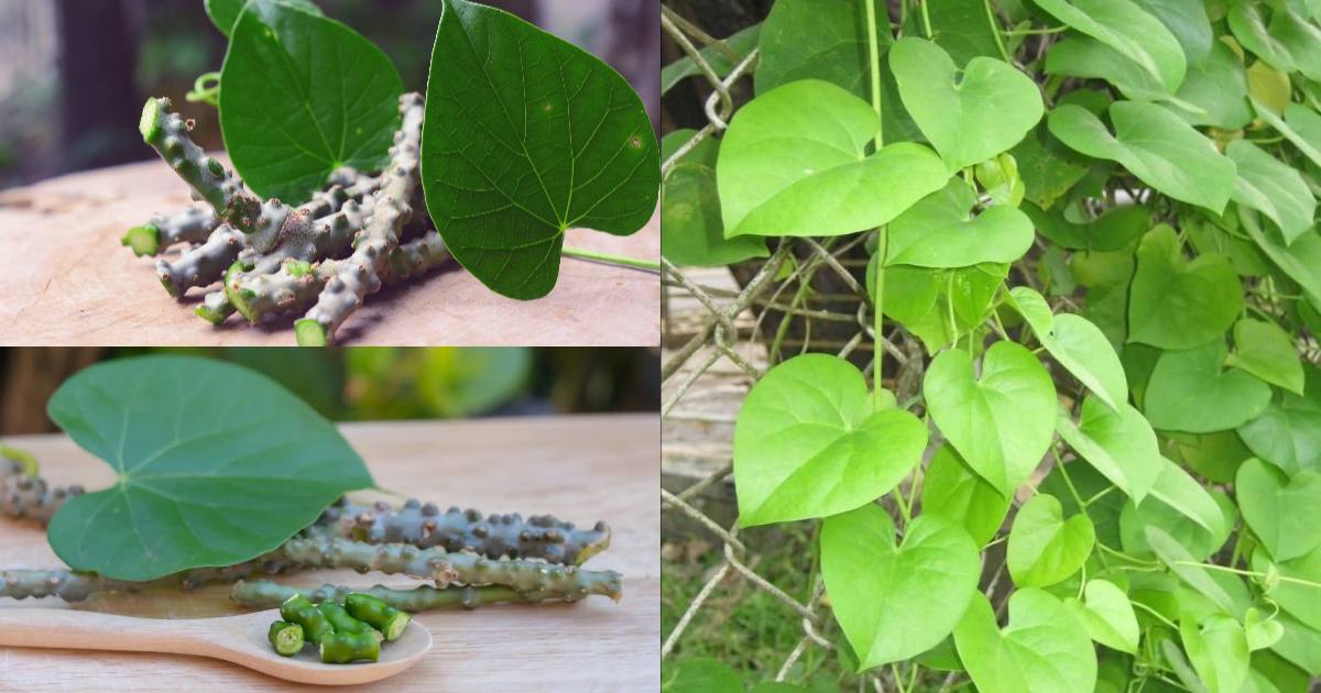 Health Benefits of Chittamruthu