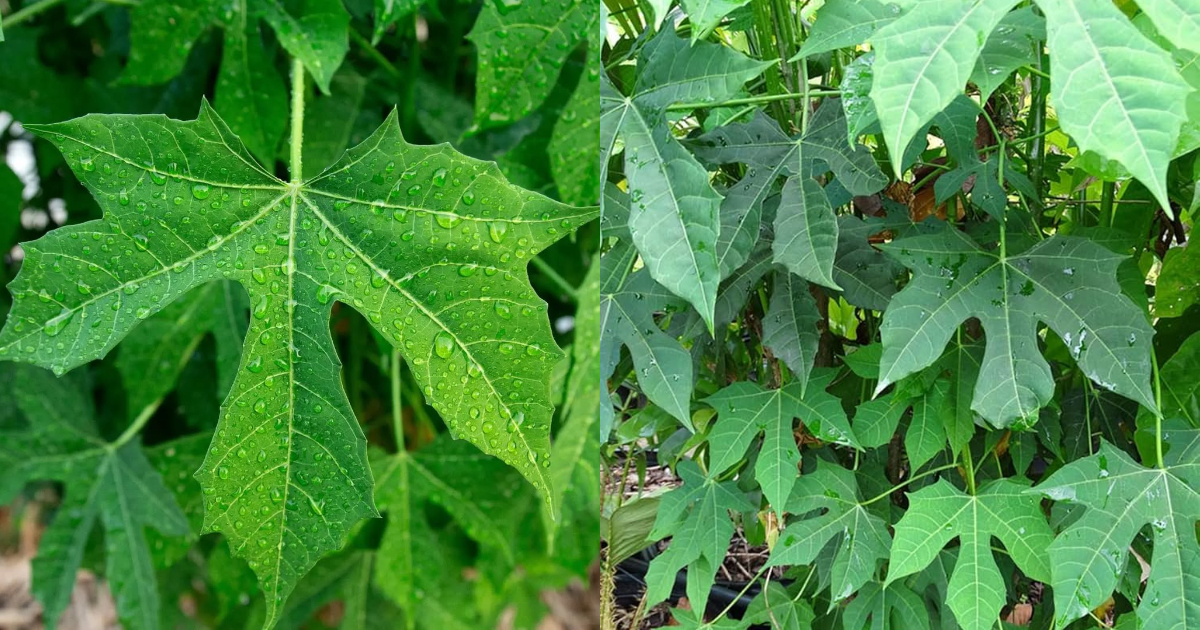 Chayamansa Plant And Its Benefits