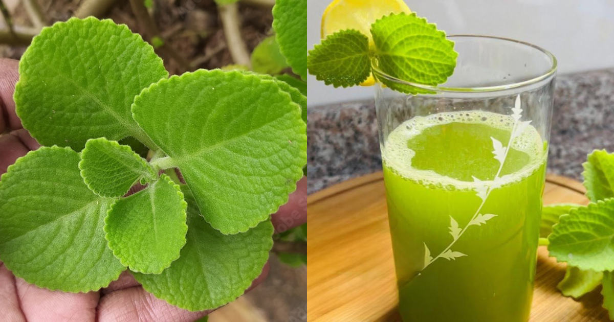 True Benefits Of Panikoorka Water