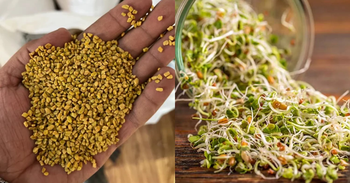 Mulappicha Uluva And Its Benefits