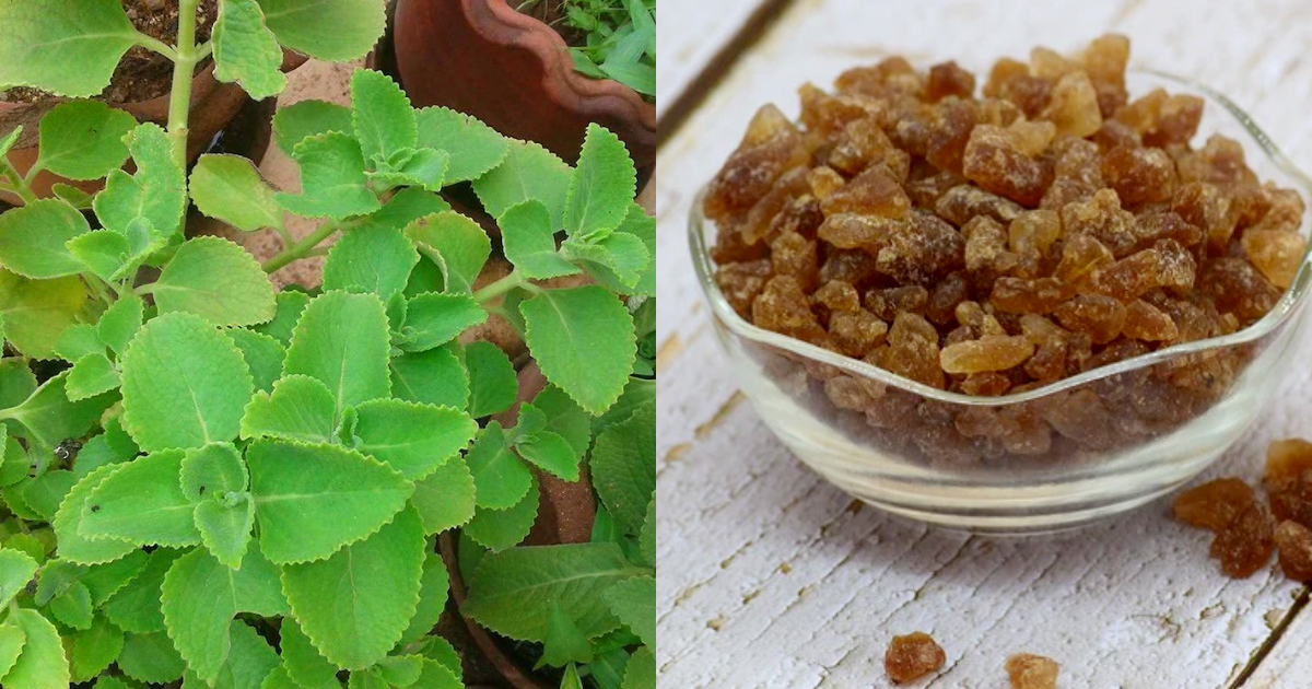 Coleus Barbatus and Palm Sugar Health Benefits