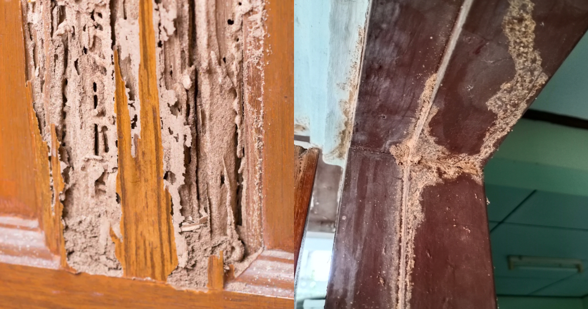 Termite Control Tips