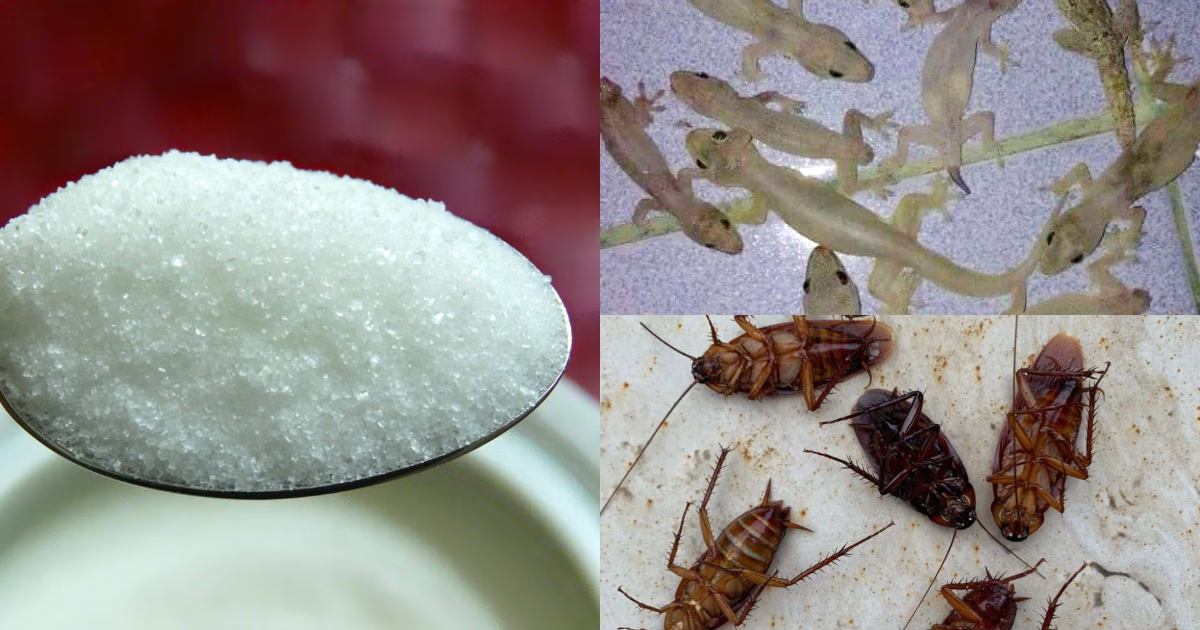 Remove Lizards and Cockroaches with Sugar