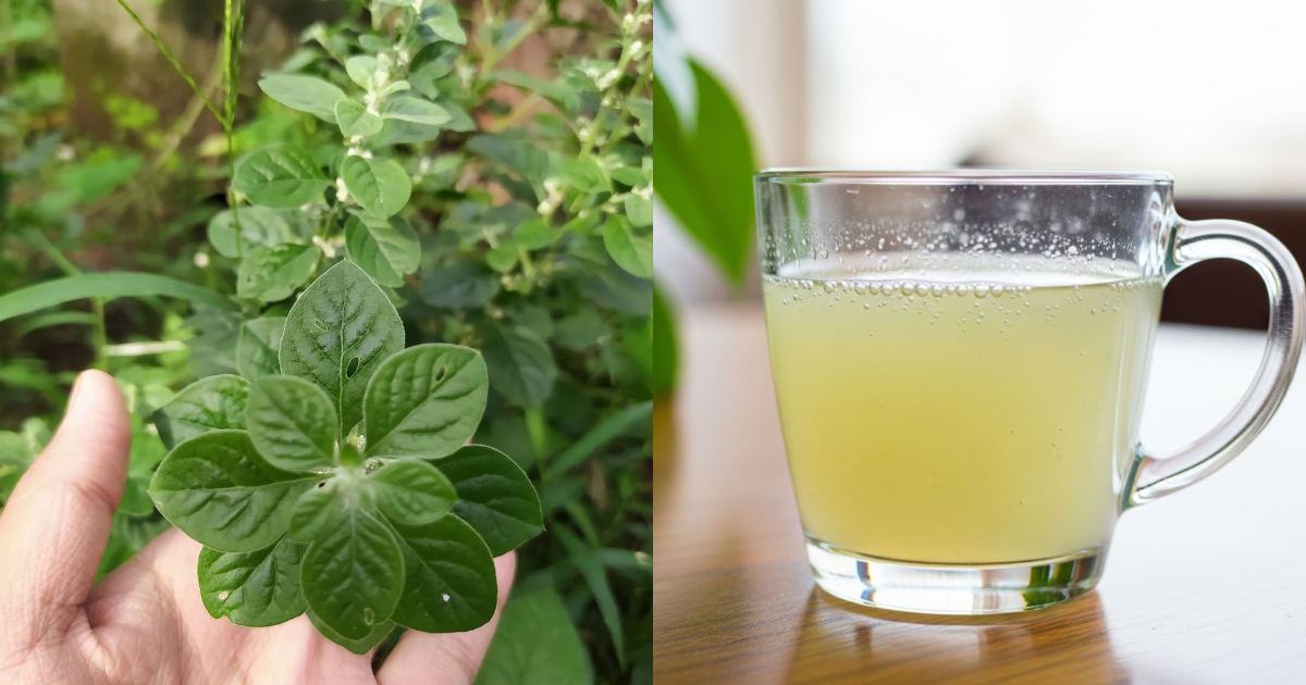 Cherula Plant Its Benefits
