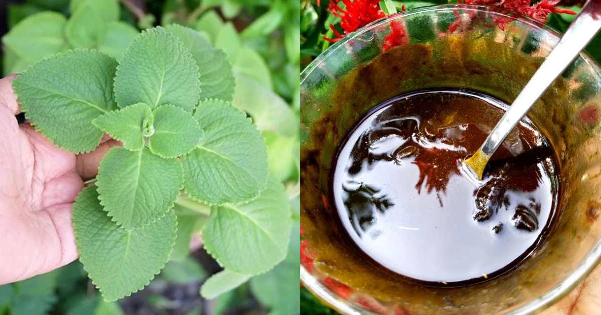 Natural Dye For Grey Hair With Panikoorkka