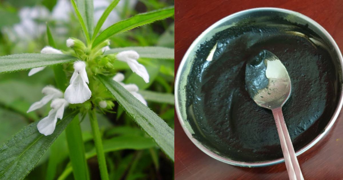 Natural Hair Dye with Thumba Plant