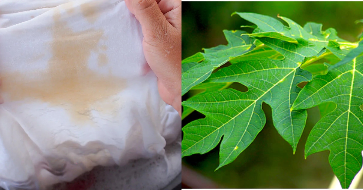 Stain Removal Tips Using Papaya Leaf