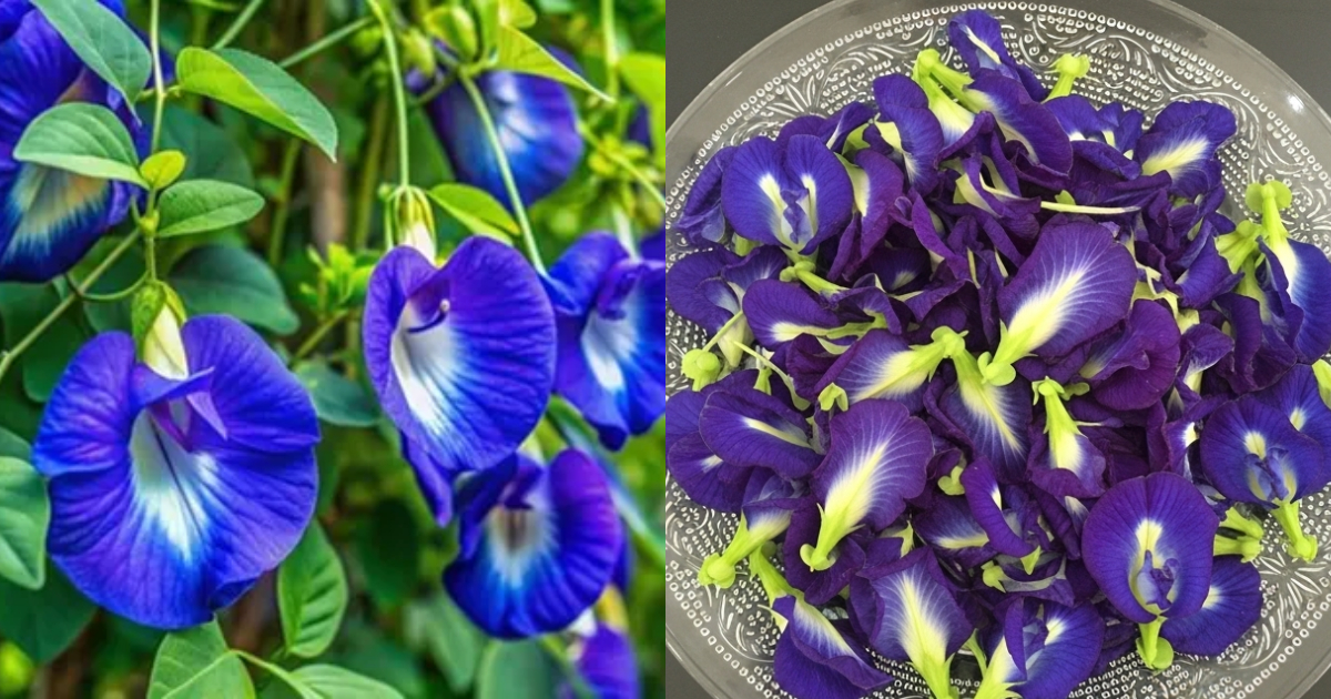 Shankupushpam For Weight Loss