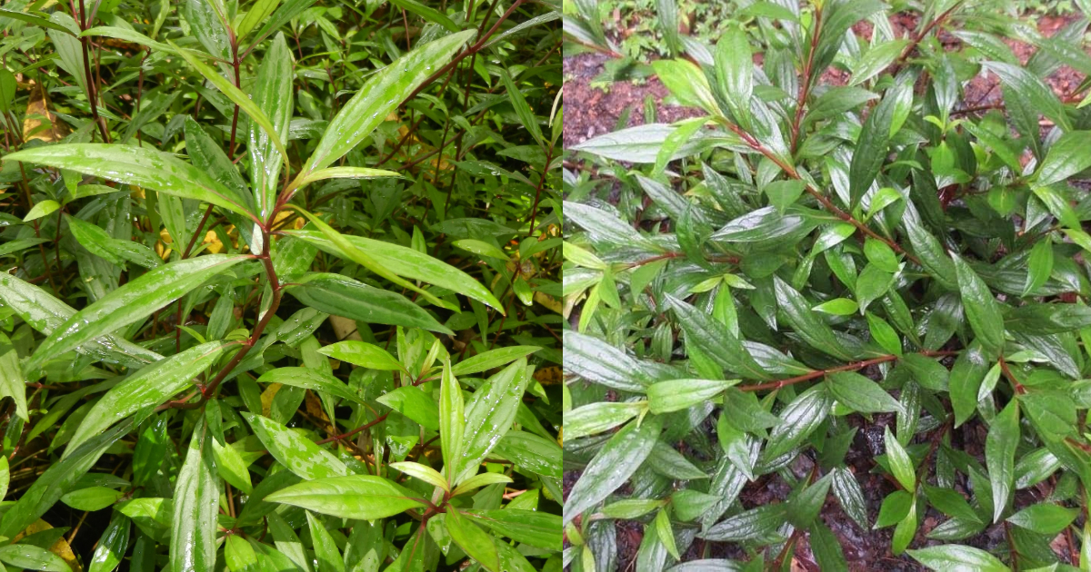 Uses Of Ayapana Plant