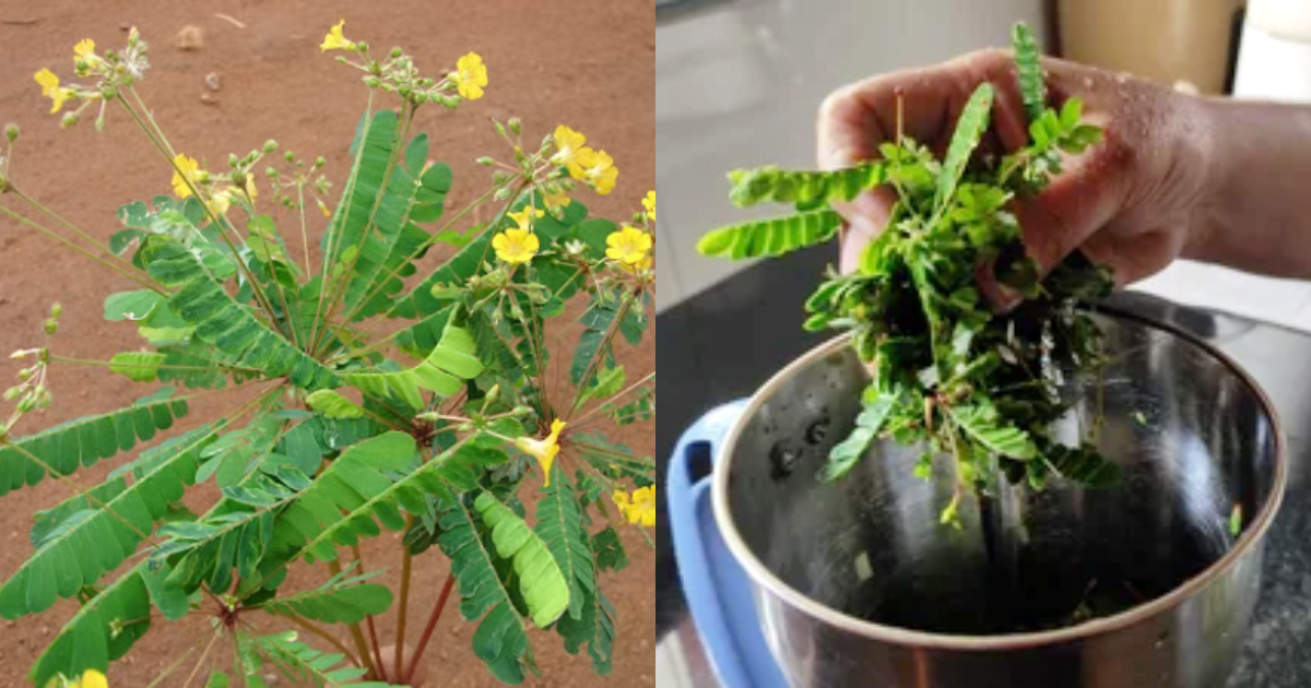 Benefits Of Mukkutti Plants