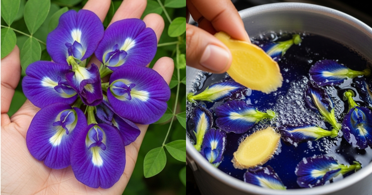 Drink Shankupushpam Tea Daily For Good Health