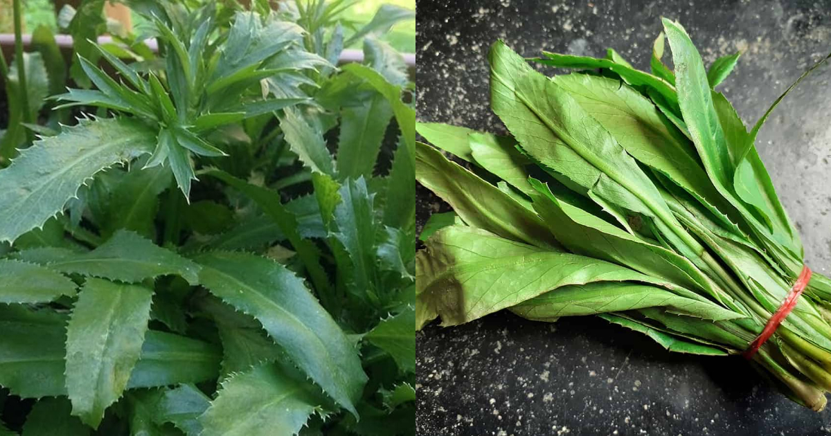 African Malliyila Propagation Ideas