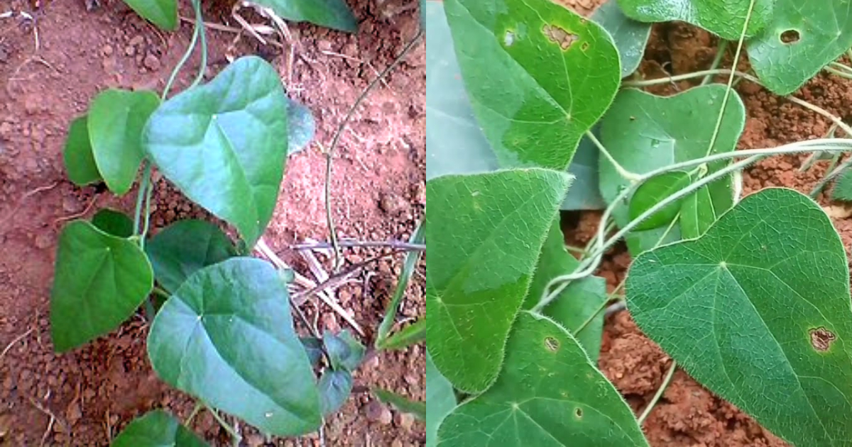 Benefits of Cyclea Peltata Plant