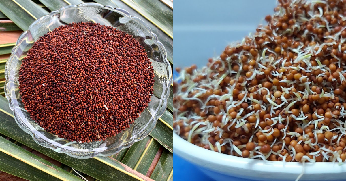 Sprouted Ragi Health Benefits