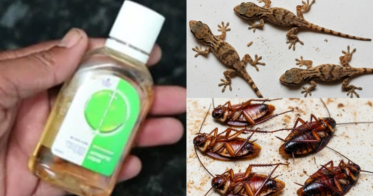 Get Rid Of Pests Using Detole