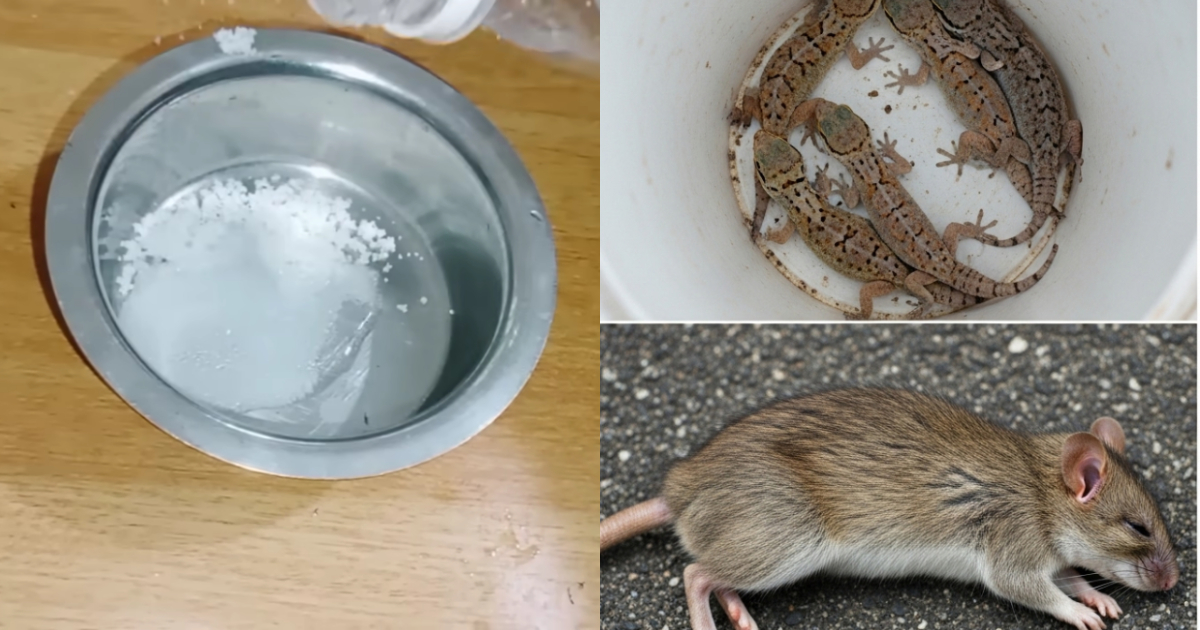 Get Rid of Rats From Home