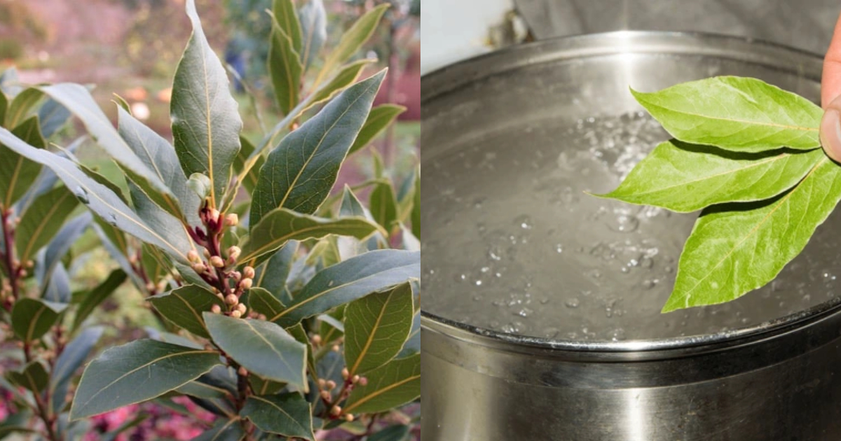 Bay Leaves And Its Benefits