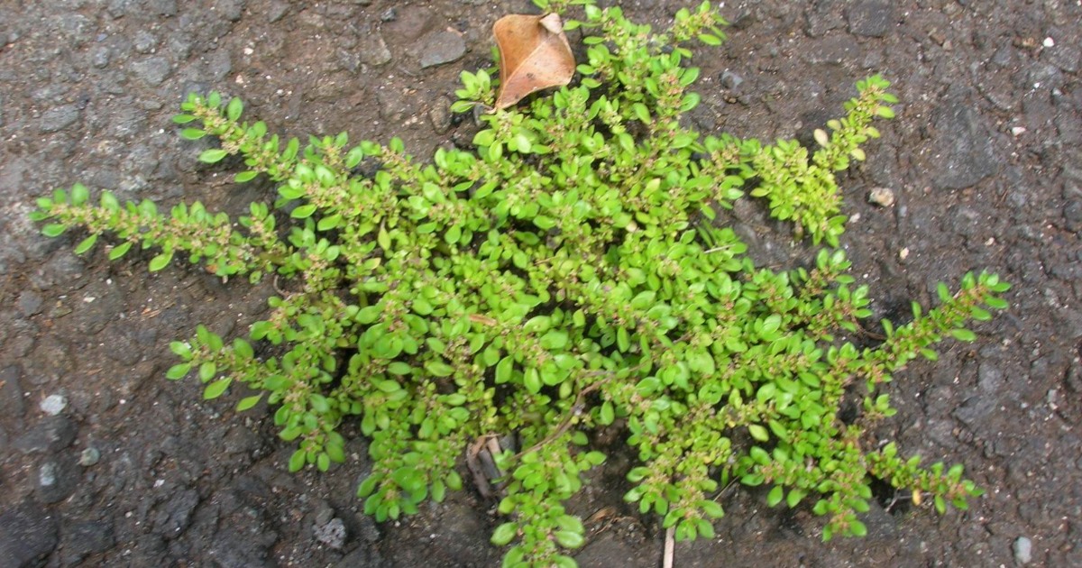 Home Pilea Microphylla Plant Benefits