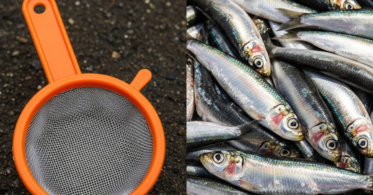 Fish Cleaning Tips Using Stainer