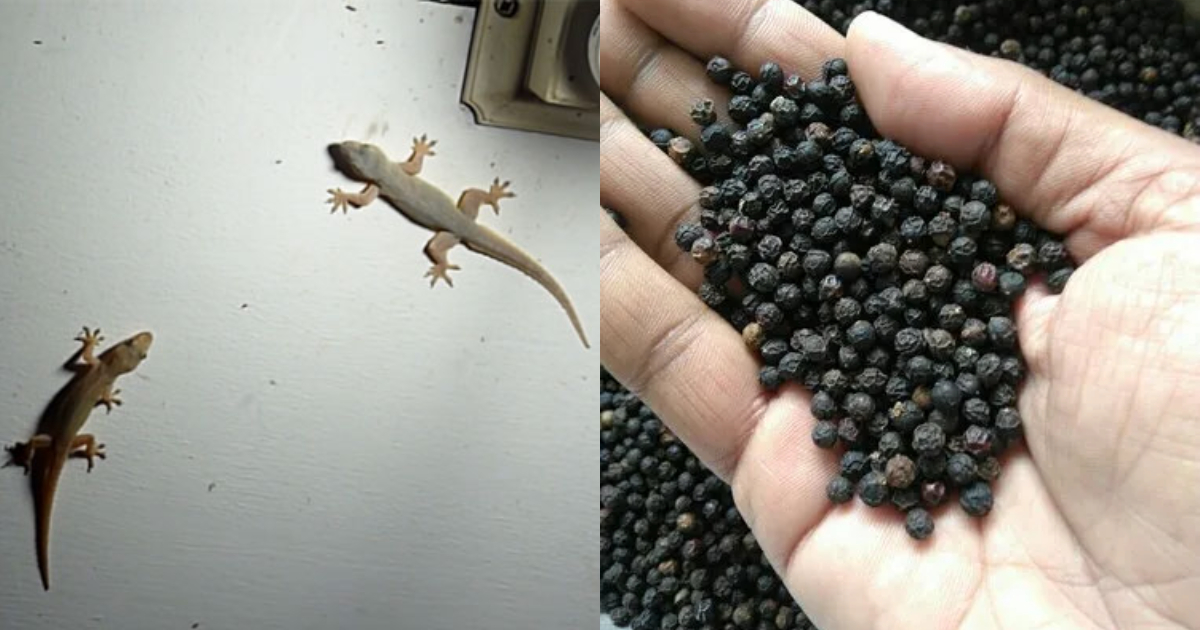 Get Rid of Lizards Using Pepper