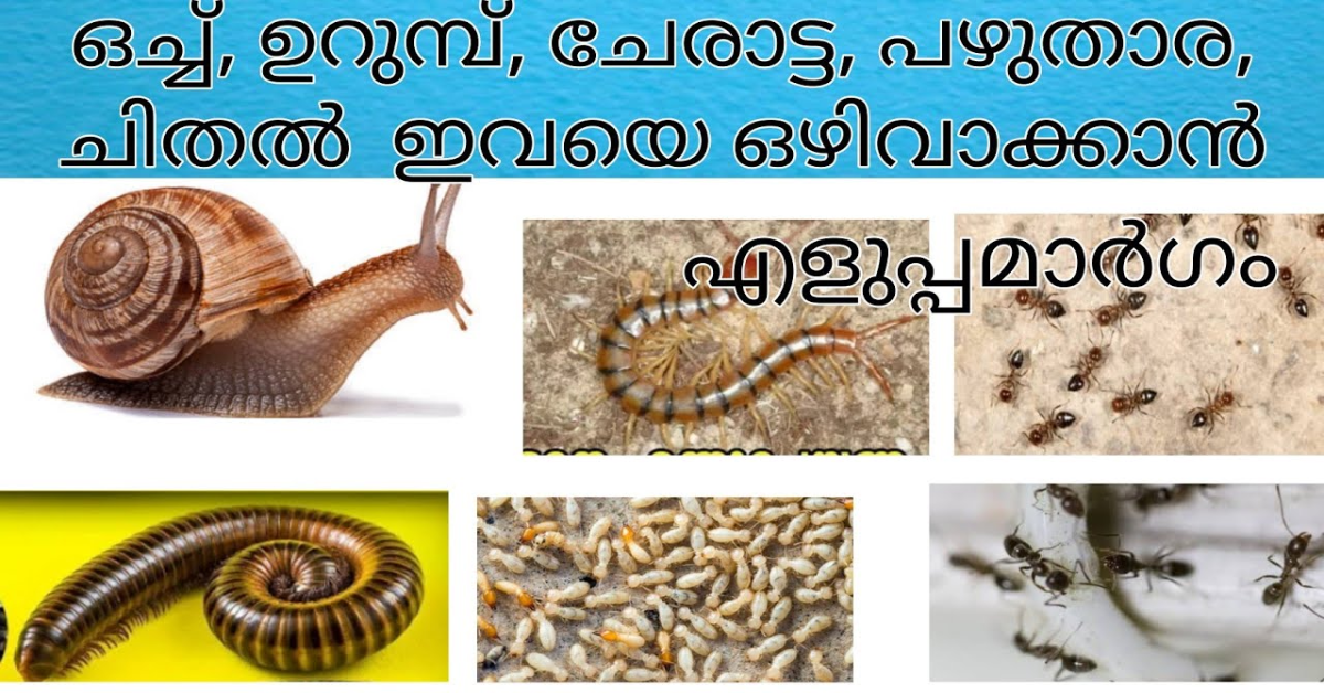 Vinegar Tricks For Household Pest Control